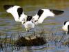 Avocette Elegante